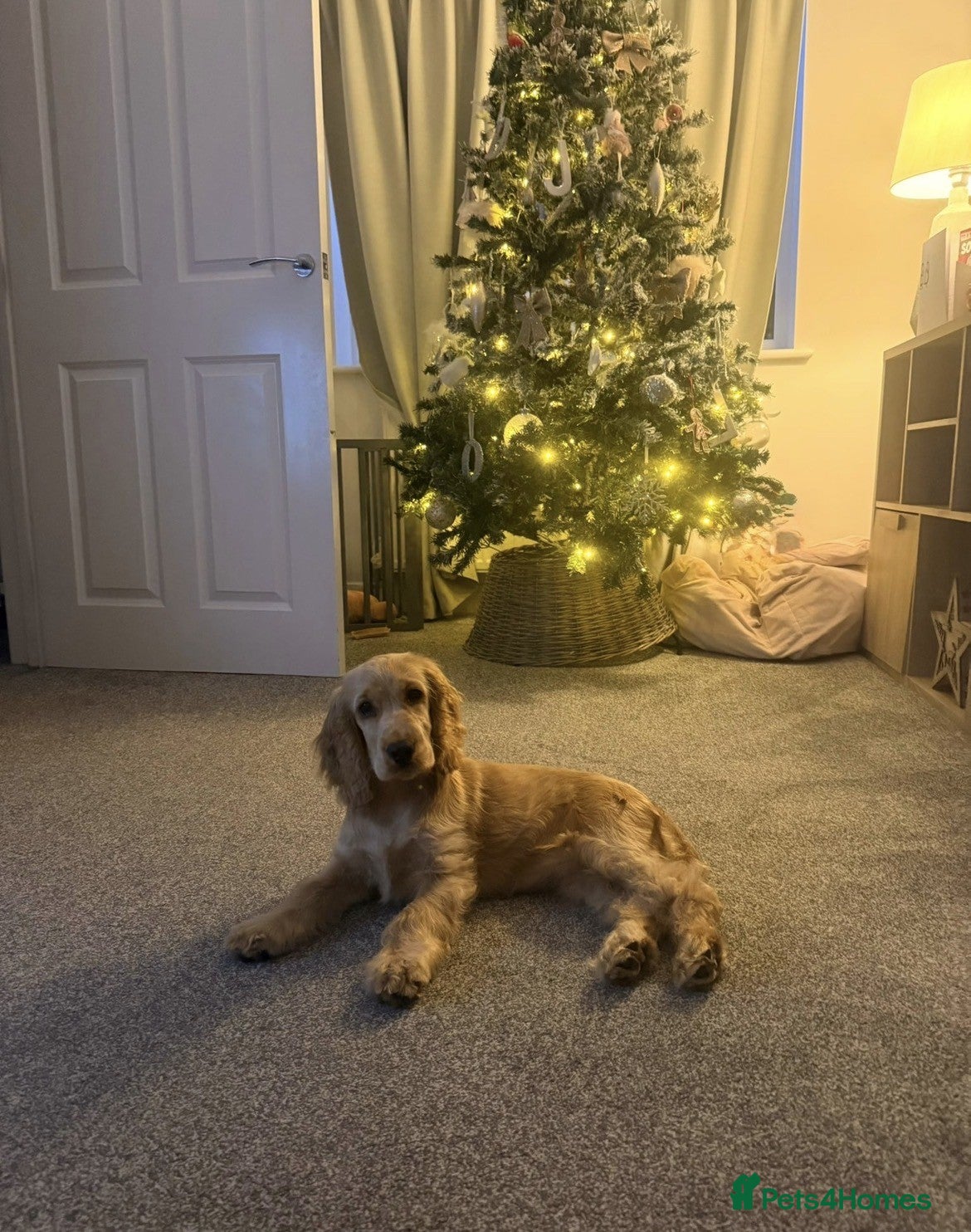 Cocker Spaniel dogs 6 month Old Show Cocker Spaniel  - Advert 5