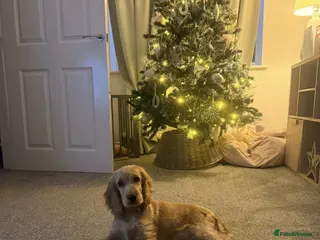 Cocker Spaniel dogs 6 month Old Show Cocker Spaniel - Advert 5