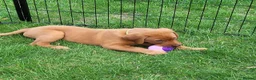 Labrador Retriever dogs for sale: KC Labrador Puppies 🧬 Sire Clear all 7 DNA Tests - Advert 6