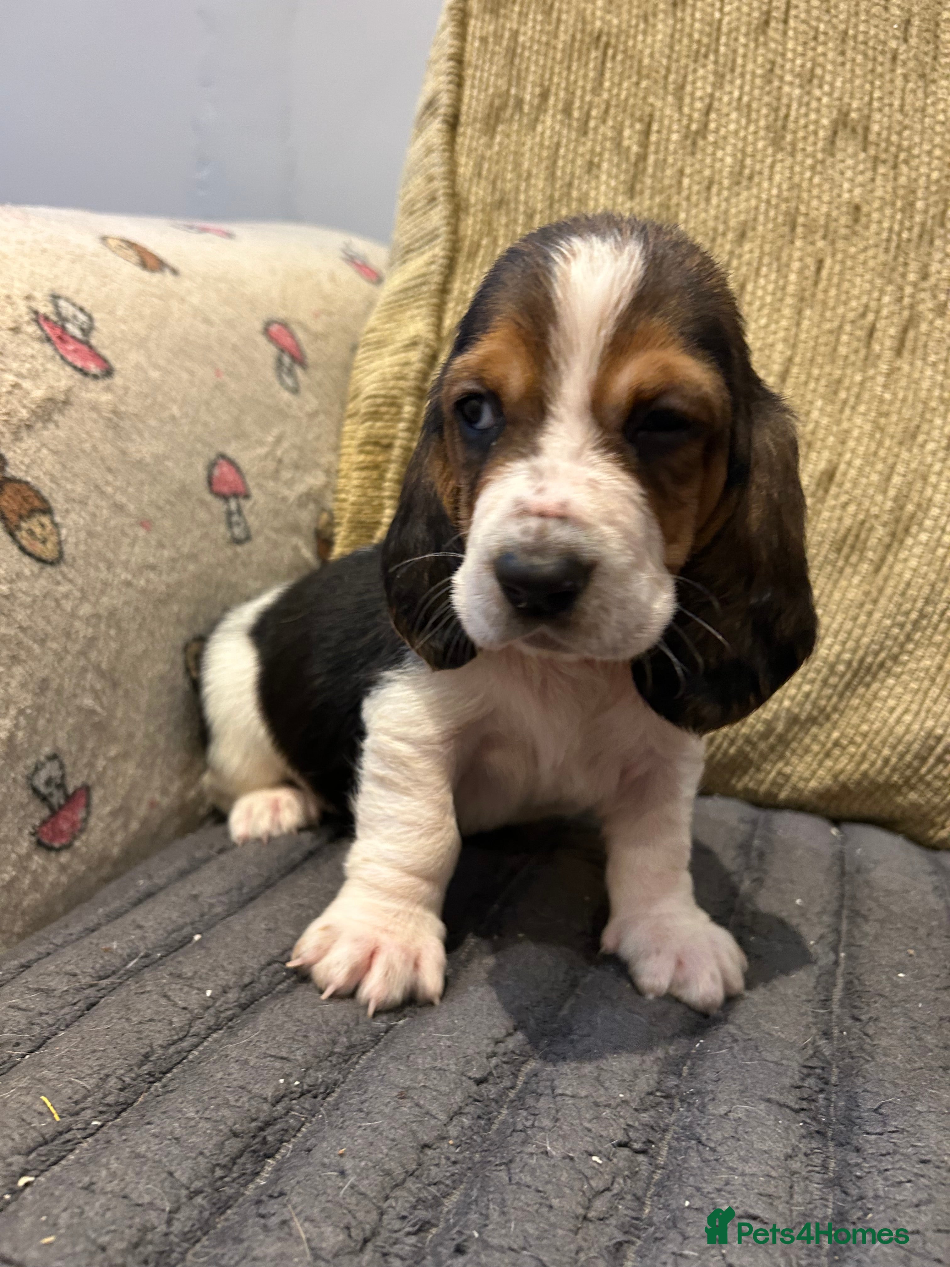 Basset Hound dogs Basset hound puppies!!! KC reg. - Advert 1