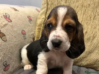 Basset Hound dogs Basset hound puppies!!! KC reg. - Advert 1