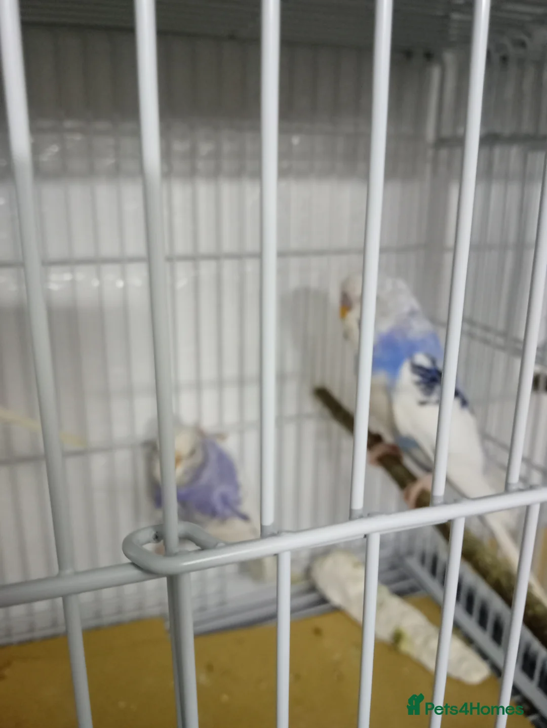 Budgerigars birds for sale: 3 blue n white budgies born last year - Advert 1
