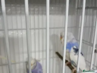 Budgerigars birds 3 blue n white budgies born last year - Advert 5