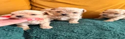 Maltipoo dogs for sale: 🤎Beautiful litter of Mini Mini Matipoo 🤎 in London - Advert 12