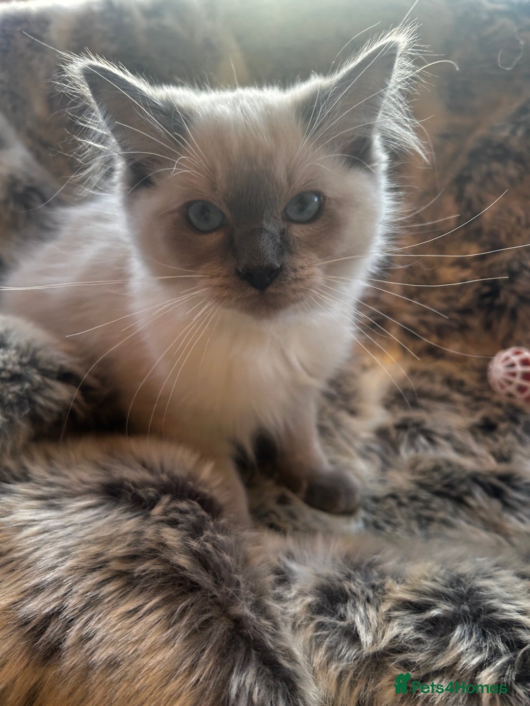 Ragdoll cats for sale: 5 STUNNING RAGDOLL KITTENS AVAILABLE NOW - Advert 8