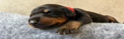 Dobermann dogs for sale: Outstanding Quality Dobermann puppies, KC REG - Advert 30