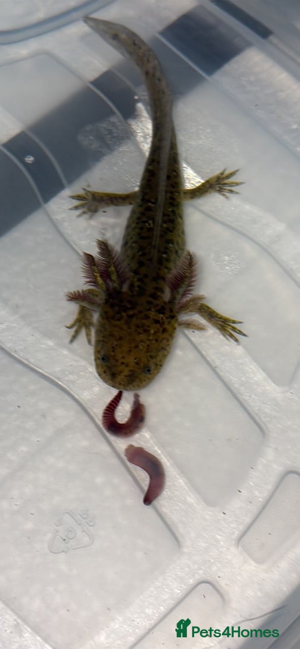 Axolotl reptiles Juvenile axolotl  - Advert 7