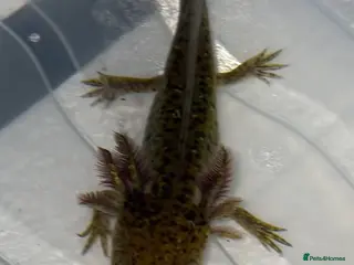 Axolotl reptiles Juvenile axolotl - Advert 7