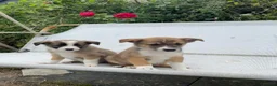 Mixed Breed dogs for sale: Adorable Litter of 9 Border collies - Advert 2