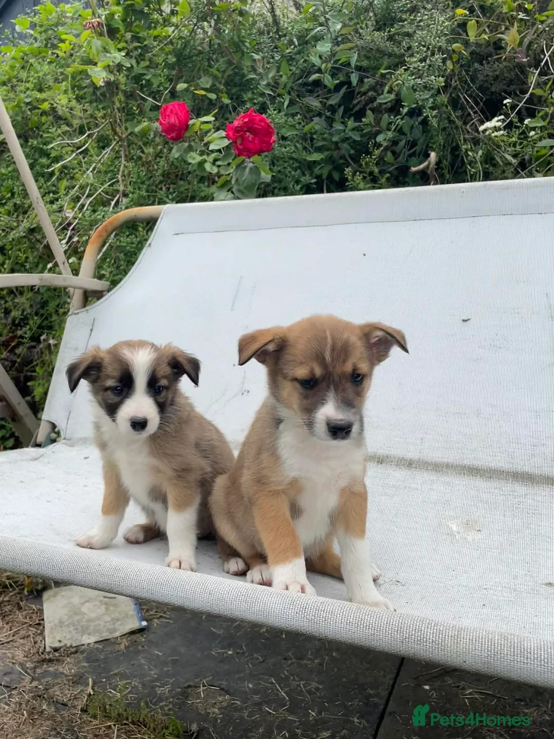Mixed Breed dogs for sale: Adorable Litter of 9 Border collies - Advert 2