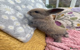Mini Lop rabbits for sale: Indoor raised Mini Lops in Abergavenny - Image 3