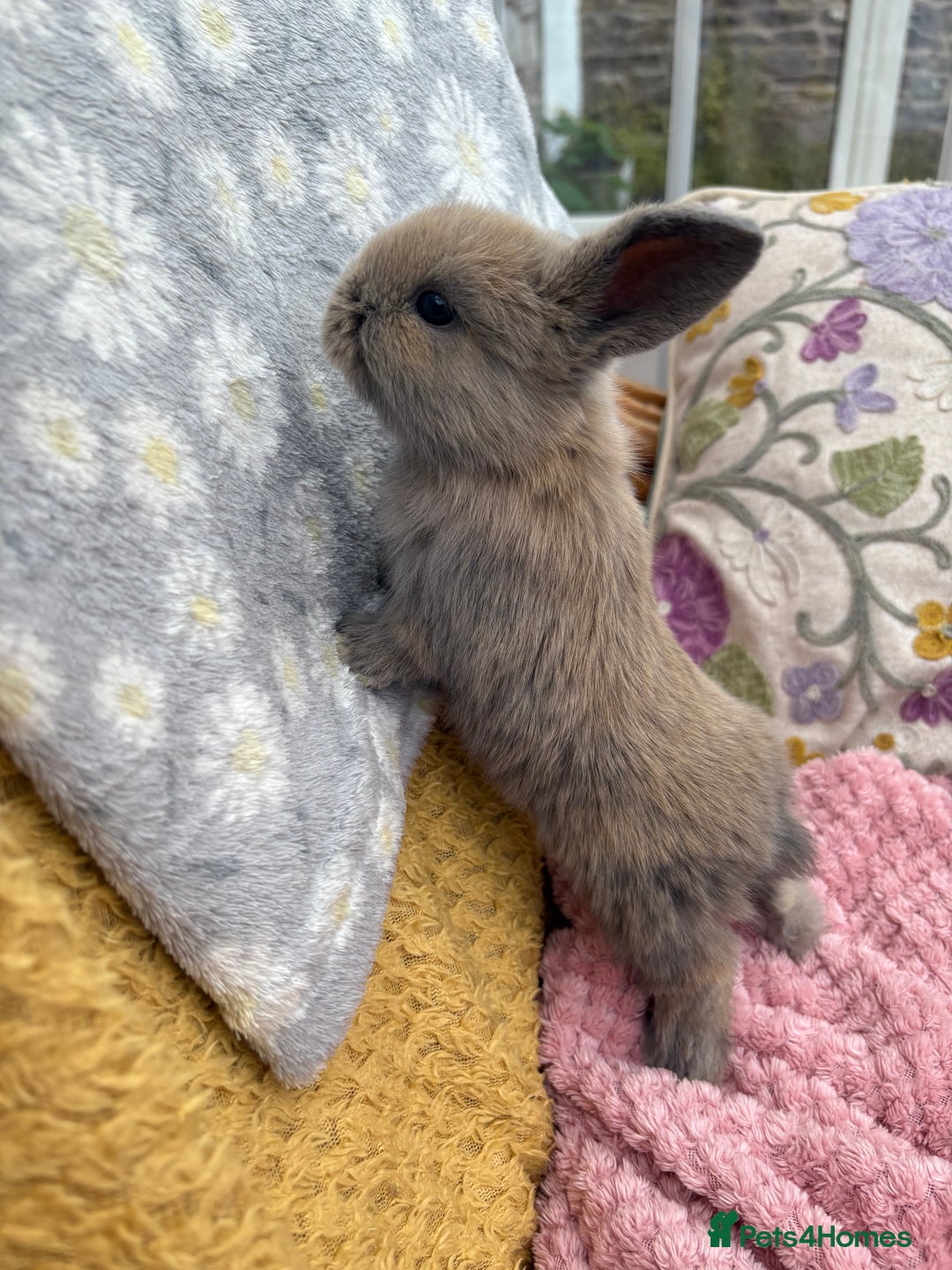 Mini Lop rabbits for sale: Indoor raised Mini Lops in Abergavenny - Image 3