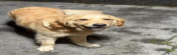 Golden Retriever dogs for sale: Gorgeous litter of 4G 5B pure golden retrievers.  - Advert 3