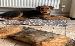 Airedale Terrier dogs for sale: Just 2 KC Registered Airedale Boys Available  in Kettering - Image 23