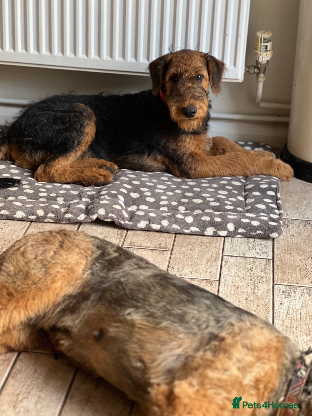 Airedale Terrier dogs for sale: Just 2 KC Registered Airedale Boys Available  in Kettering - Image 23