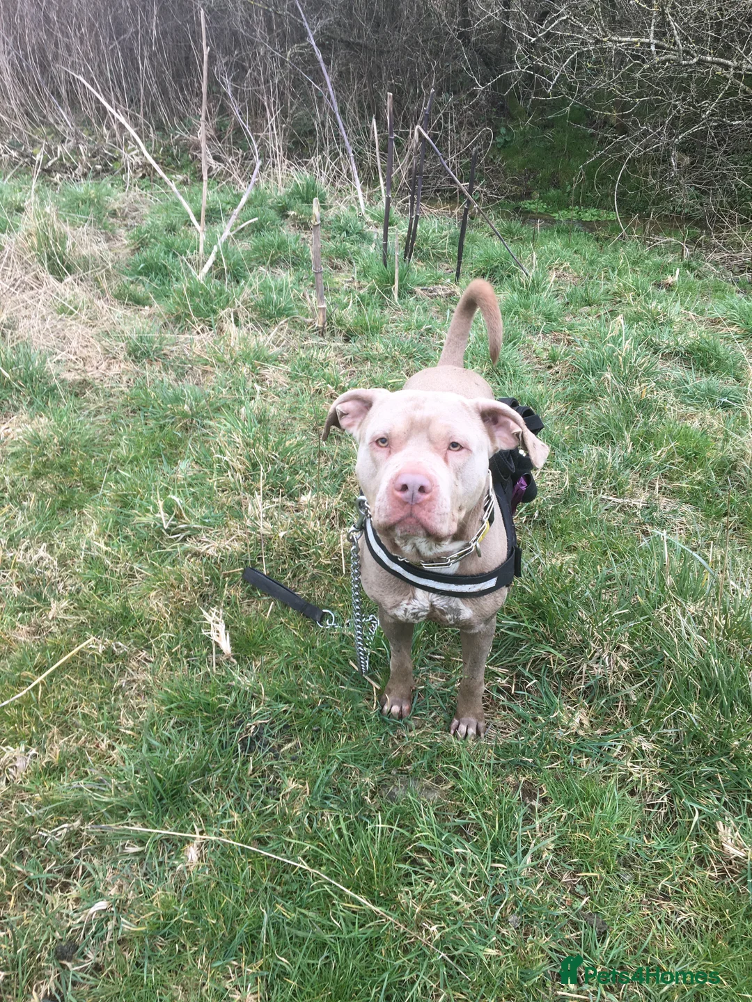 Staffordshire Bull Terrier dogs for sale: This is Leo urgent home needed  - Advert 2