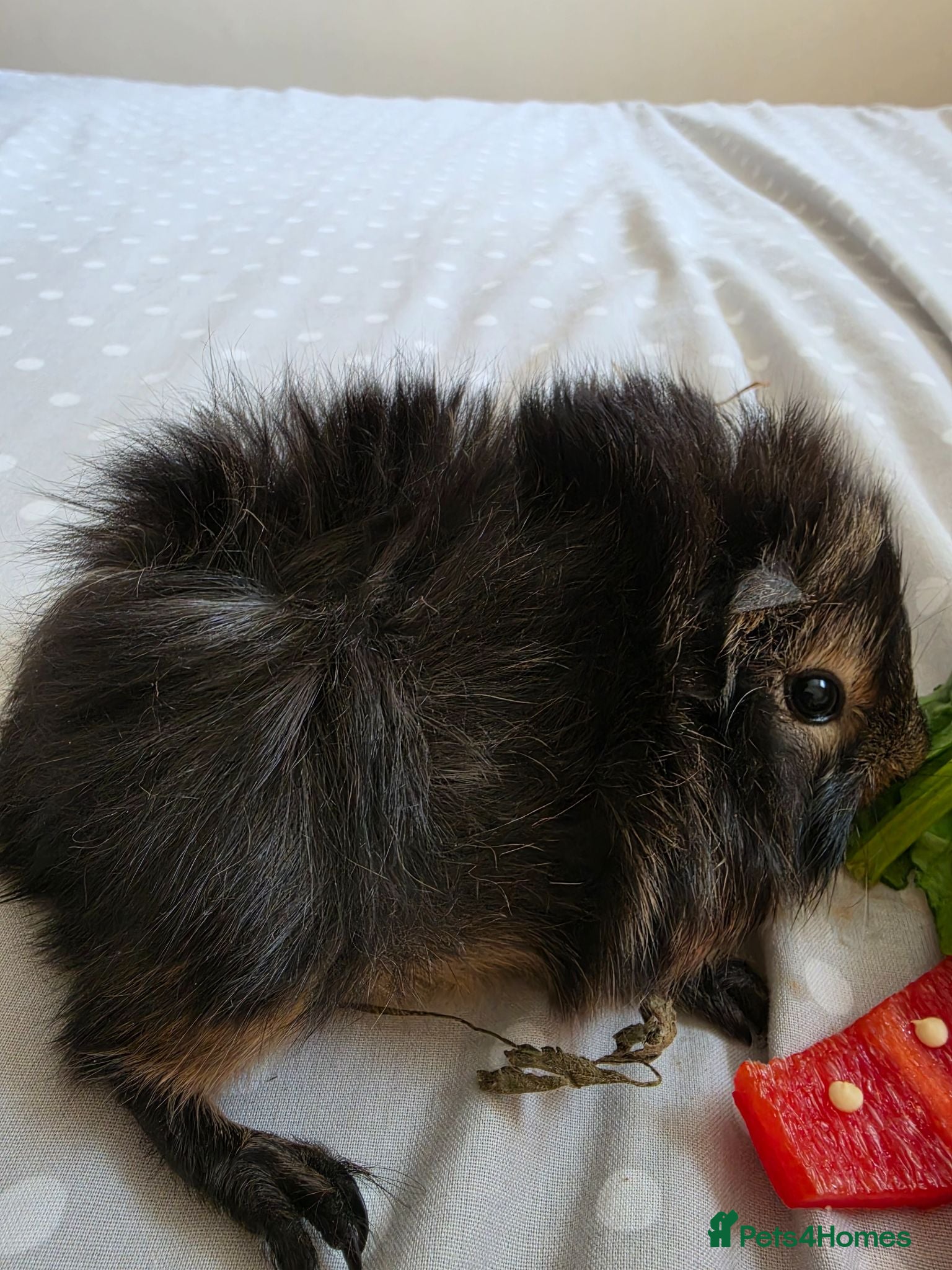 Guinea Pig rodents Rtl 7th aug x - Advert 15