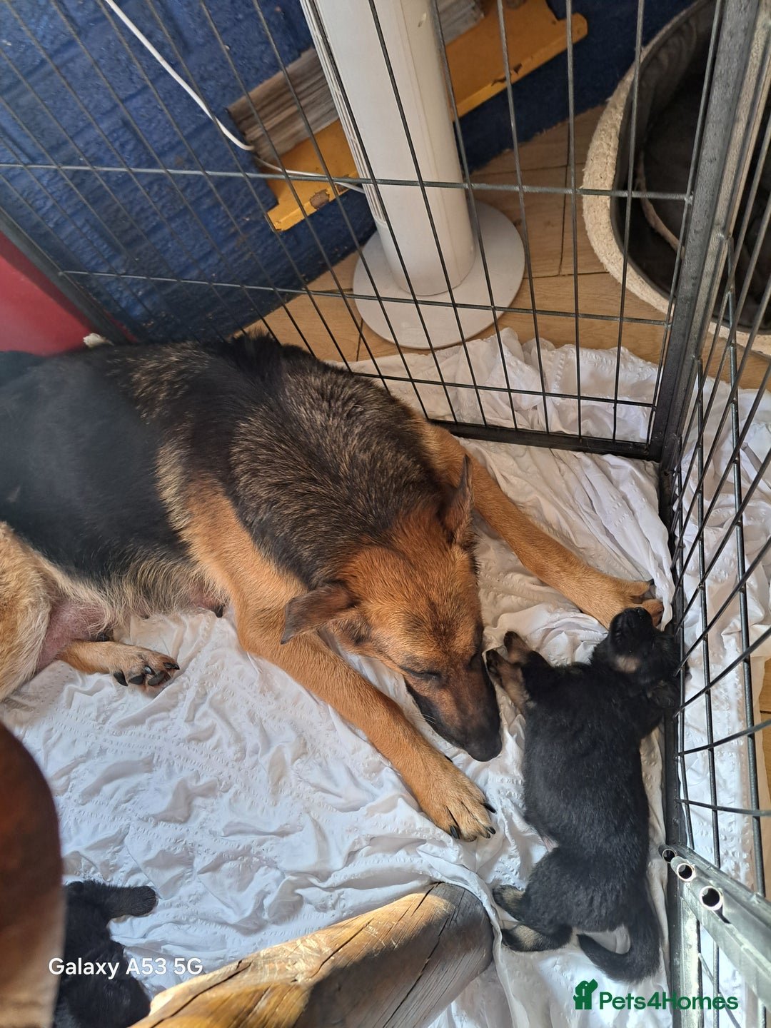 German Shepherd dogs for sale: Stunning Black & Gold kc.reg girl, health tested - Image 8