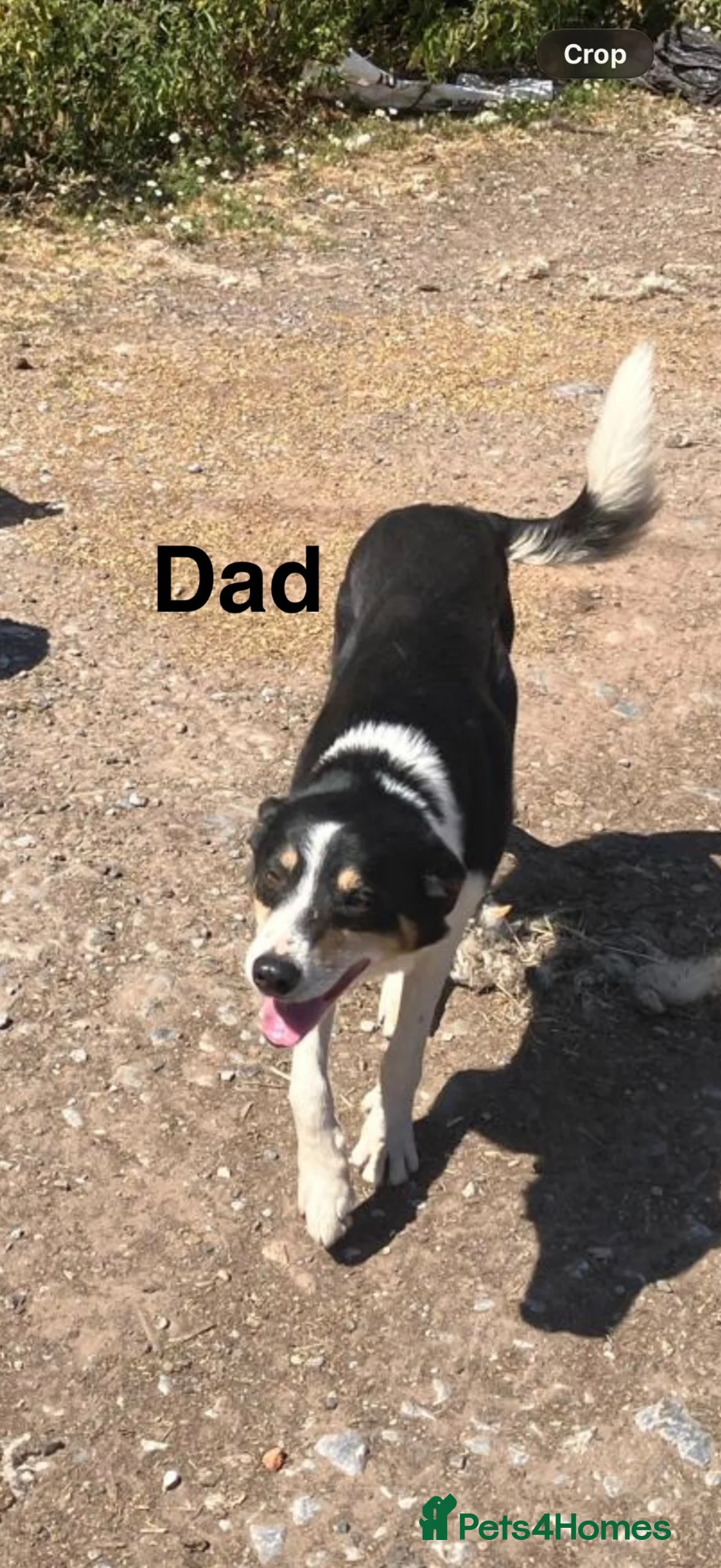Border Collie dogs for sale: Boarder Collie puppies looking for active homes in Worcester - Advert 24