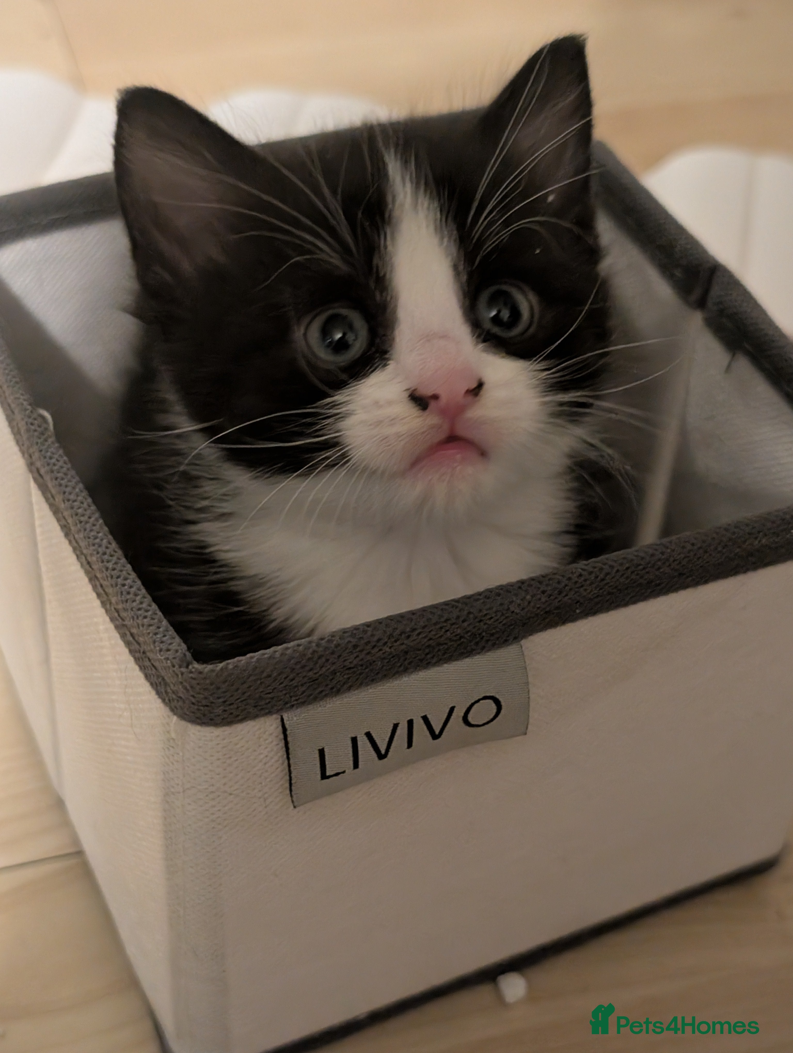 Domestic Shorthair cats for sale: 🖤 LAST KITTEN REMAINING – Midnight 🖤 - Advert 18