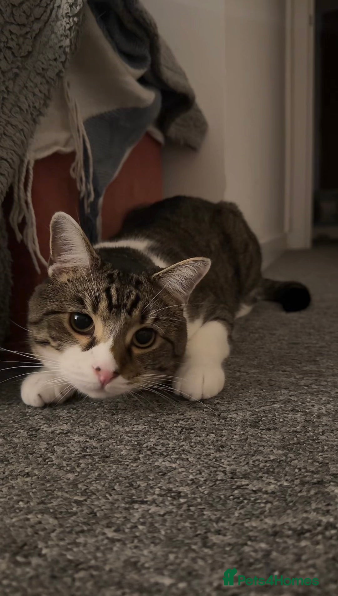 Domestic Shorthair cats for sale: Theo, domestic shorthair tabby - Advert 5