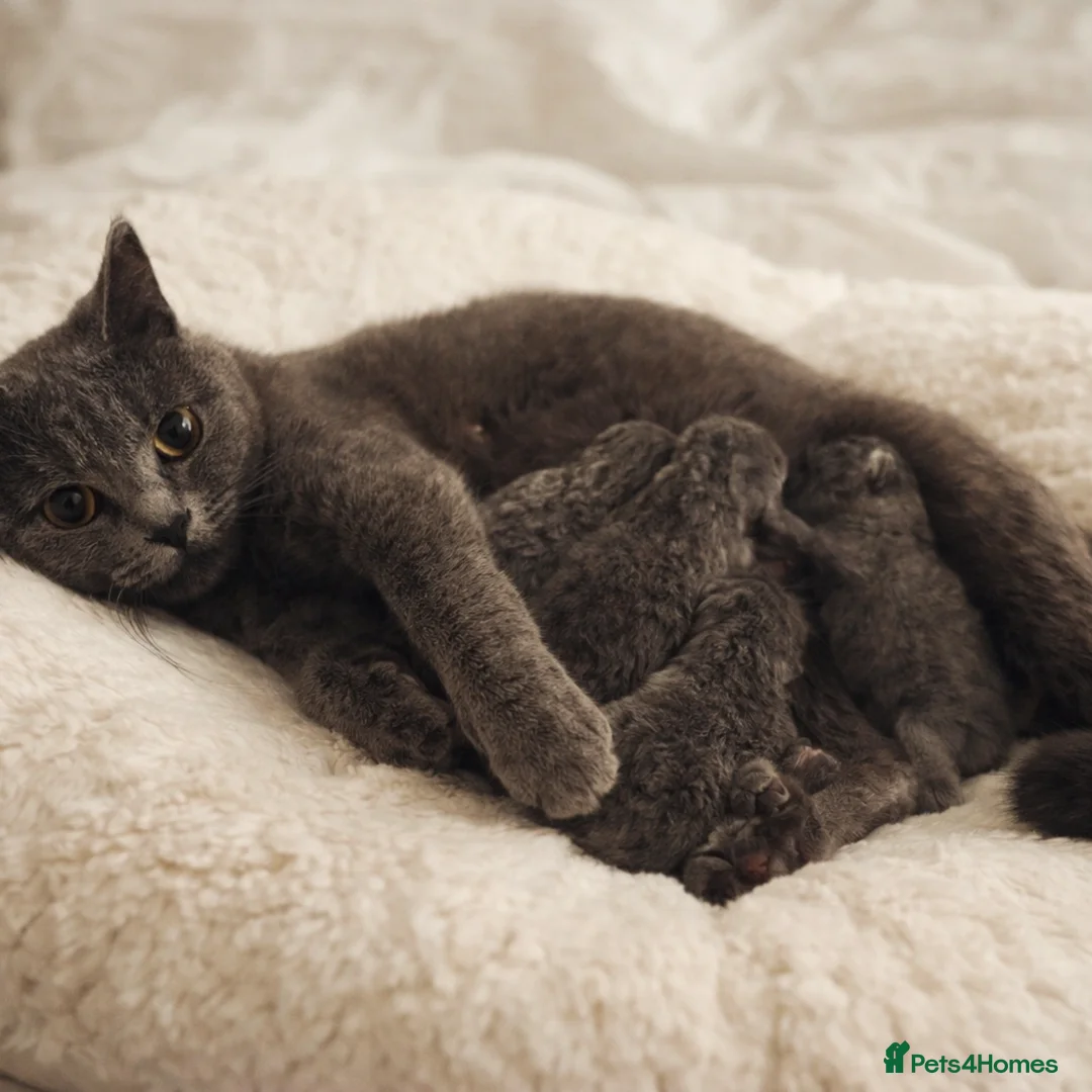 British Shorthair cats for sale: British Shorthair Kittens GCCF - Advert 2