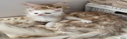 Maine Coon cats for sale: Stunning litter of Maine coon babies!  - Advert 5