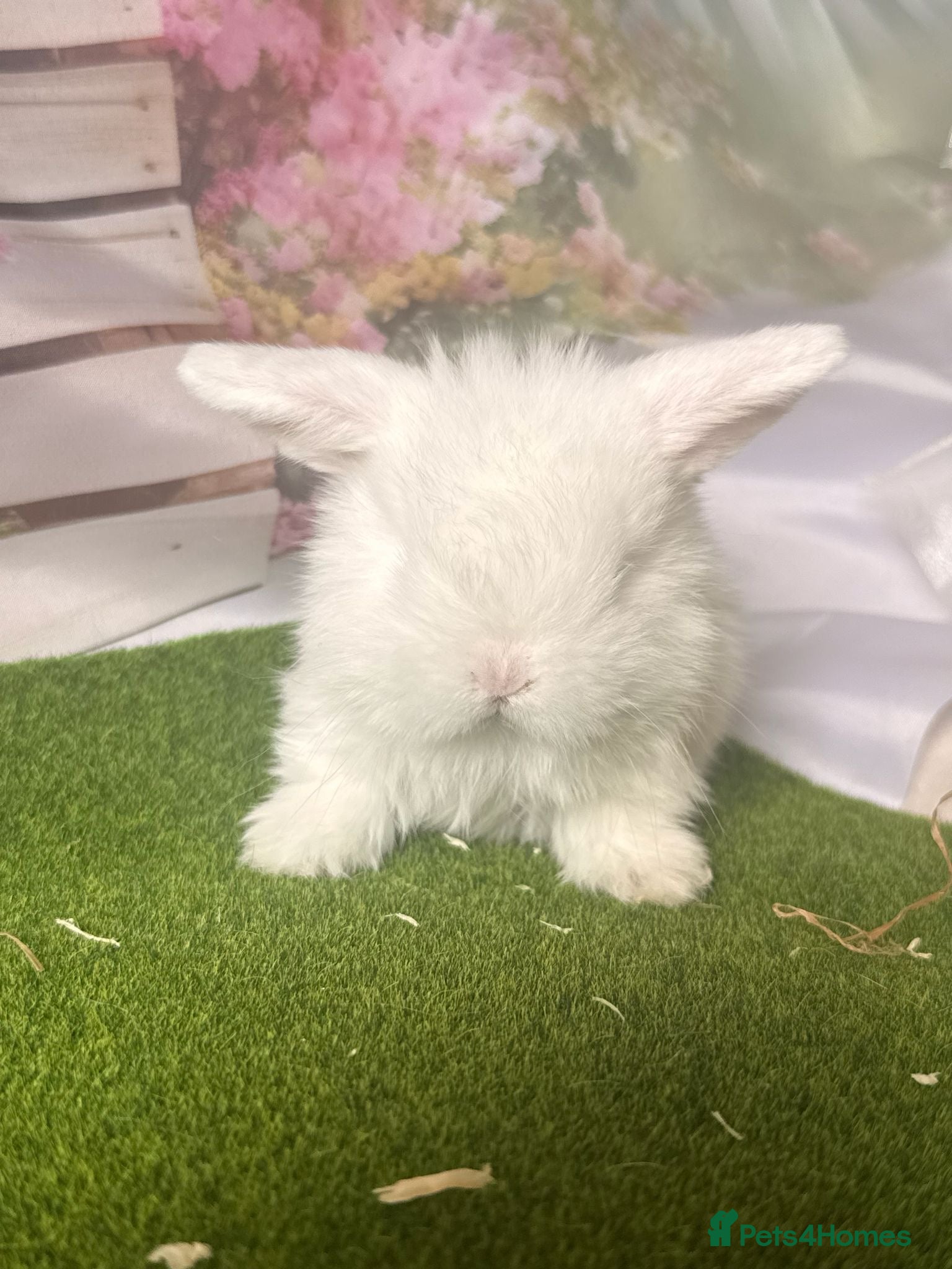 Mini Lop rabbits Pure bred mini lops  - Advert 1