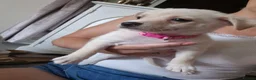Mixed Breed dogs for sale: Jack russell x pomeranian  - Advert 3