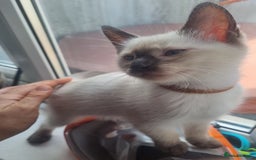 Ragamese cats for sale: Ragamese ragdoll siamese vaccinated, microchipped - Image 2