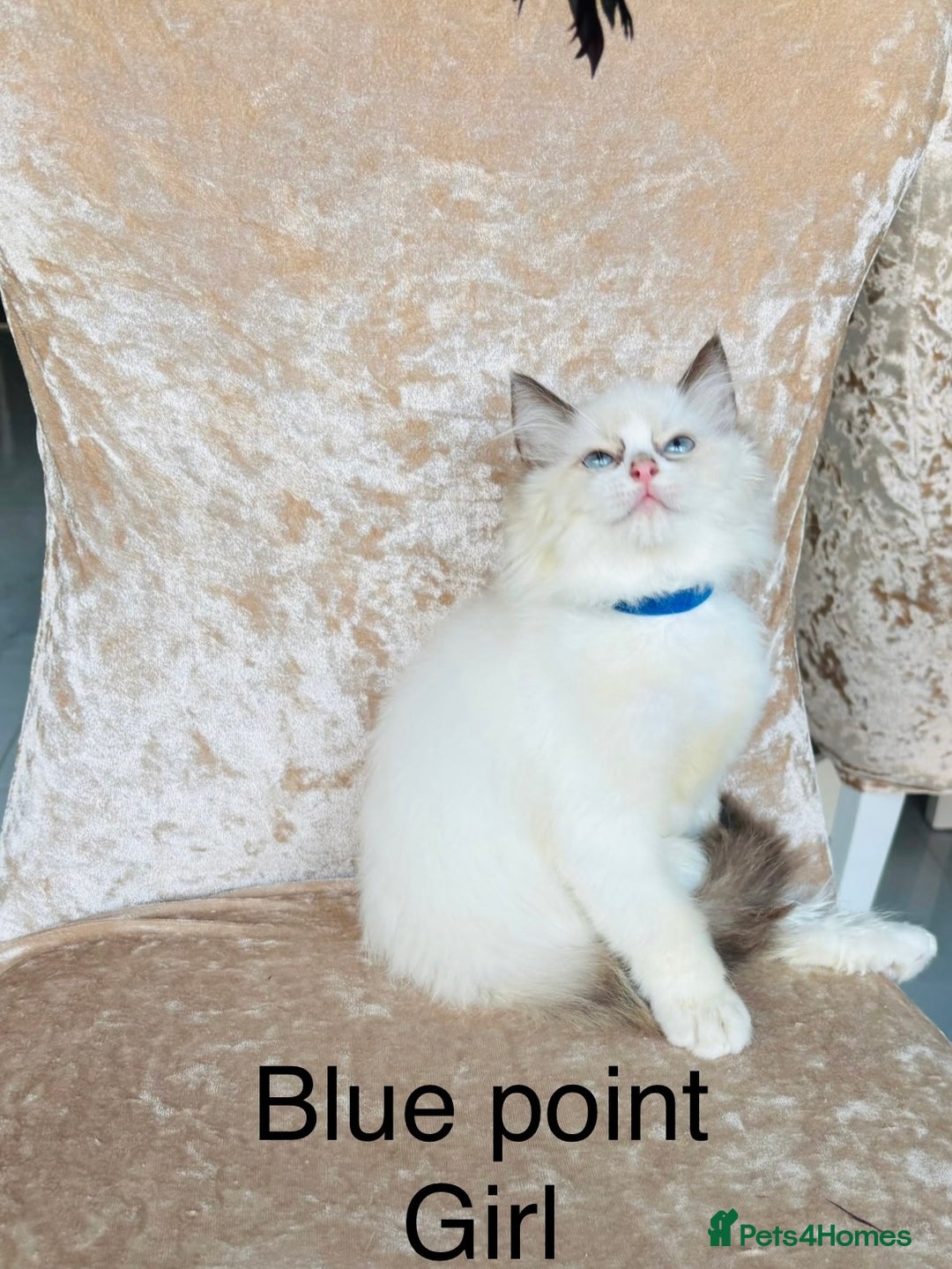 Ragdoll cats for sale: Beautiful ragdoll kittens  - Advert 1