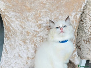 Ragdoll cats Beautiful ragdoll kittens - Advert 2