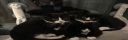 Mixed Breed cats for sale: Adorable kittens  - Advert 2