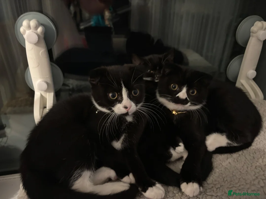 Mixed Breed cats for sale: Adorable kittens  - Advert 2