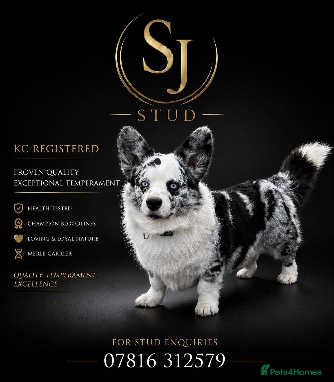 Welsh Corgi Cardigan dogs Proven Blue Merle corgi stud boy.  - Advert 1