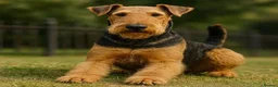 Airedale Terrier dogs for sale: My test dogs litter  - Advert 2