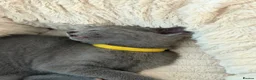 Russian Blue cats for sale: 🩵GCCF Registered Russian Blue kittens 🩵 - Advert 11