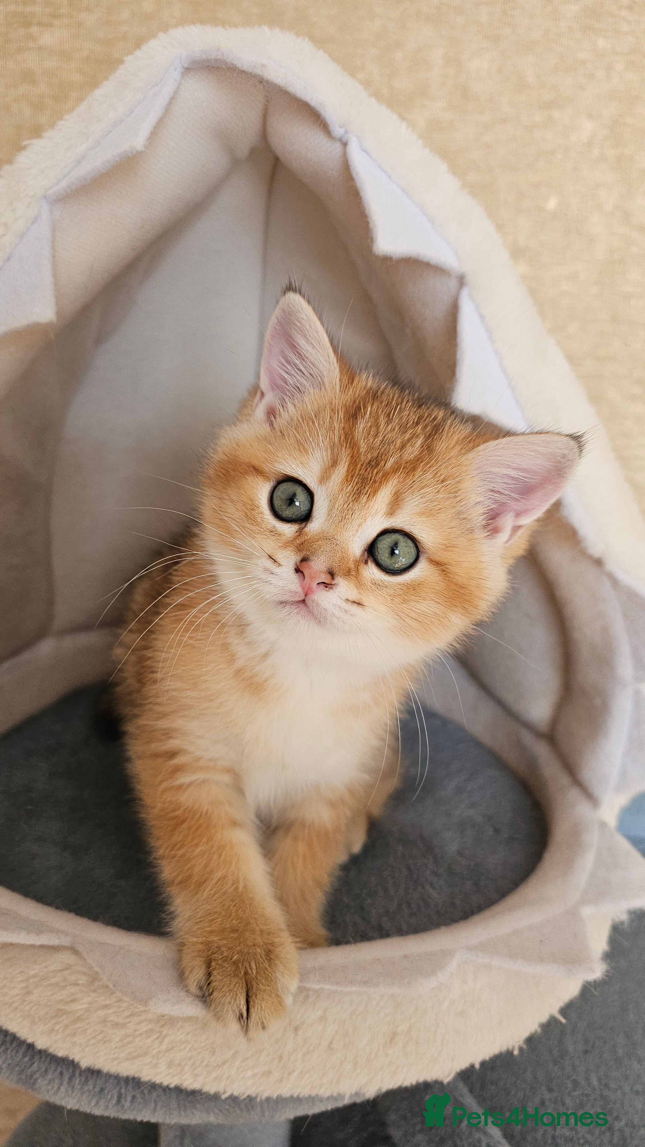 Scottish Fold cats TICA reg😼LAST STUNNING BOY LEFT😼FOR RESERVATION - Advert 7