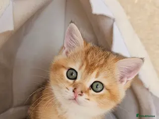 Scottish Fold cats TICA reg😼LAST STUNNING BOY LEFT😼FOR RESERVATION - Advert 7