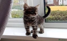 Mixed Breed cats for sale: Maine Coon and Bengal mixed breed kittens  - Image 5