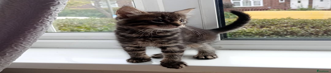 Mixed Breed Kitten 2