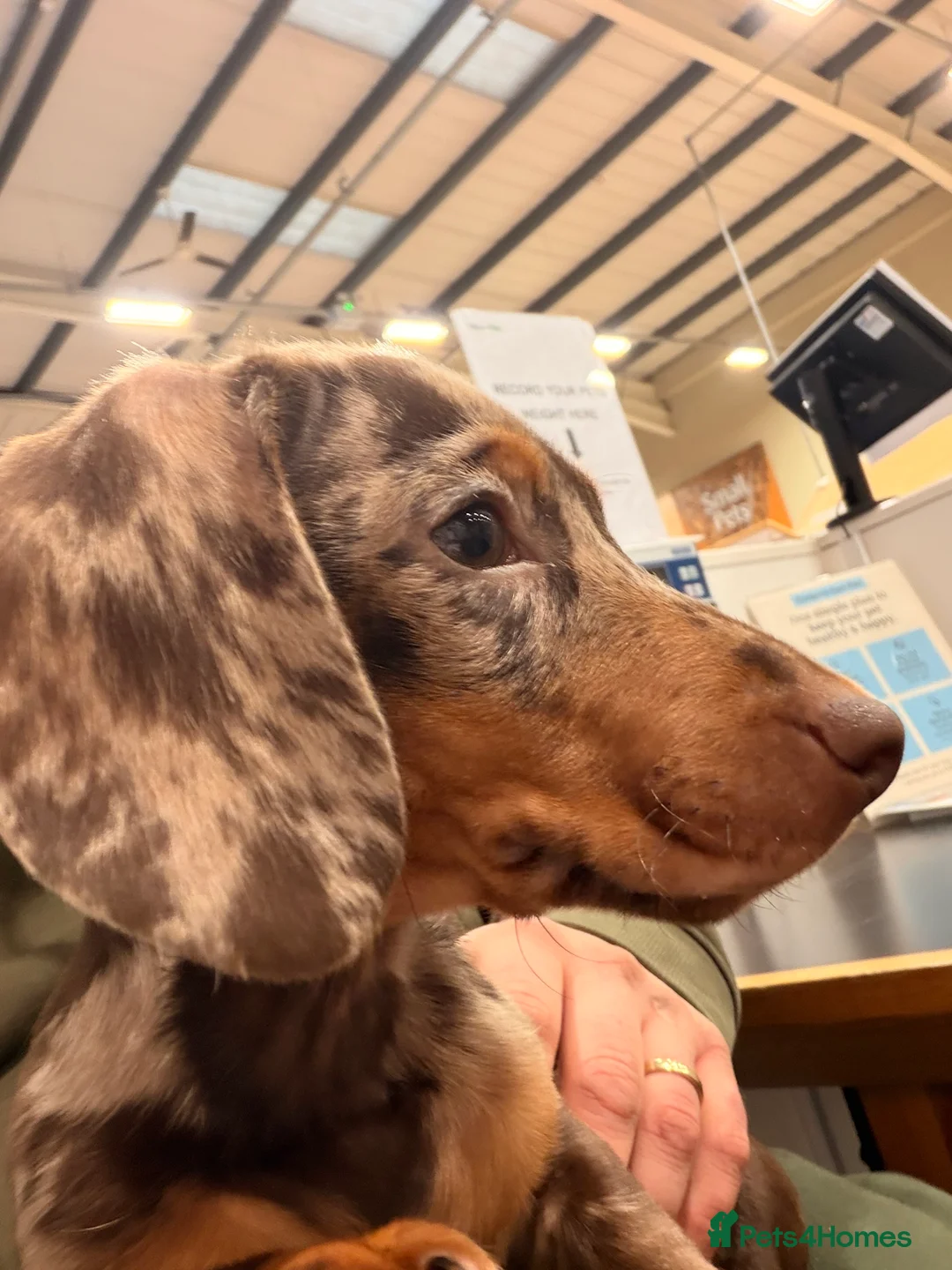 Miniature Dachshund dogs for sale: Chocolate dappled miniature dachshund boy in Burton-on-Trent - Advert 5