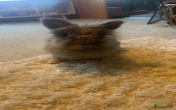 Lionhead rabbits for sale: Lionhead neutered house rabbit for rehome - Image 1