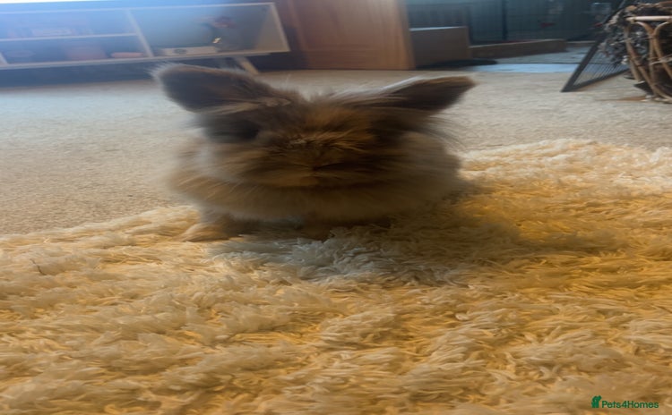 Lionhead rabbits - Advert 9