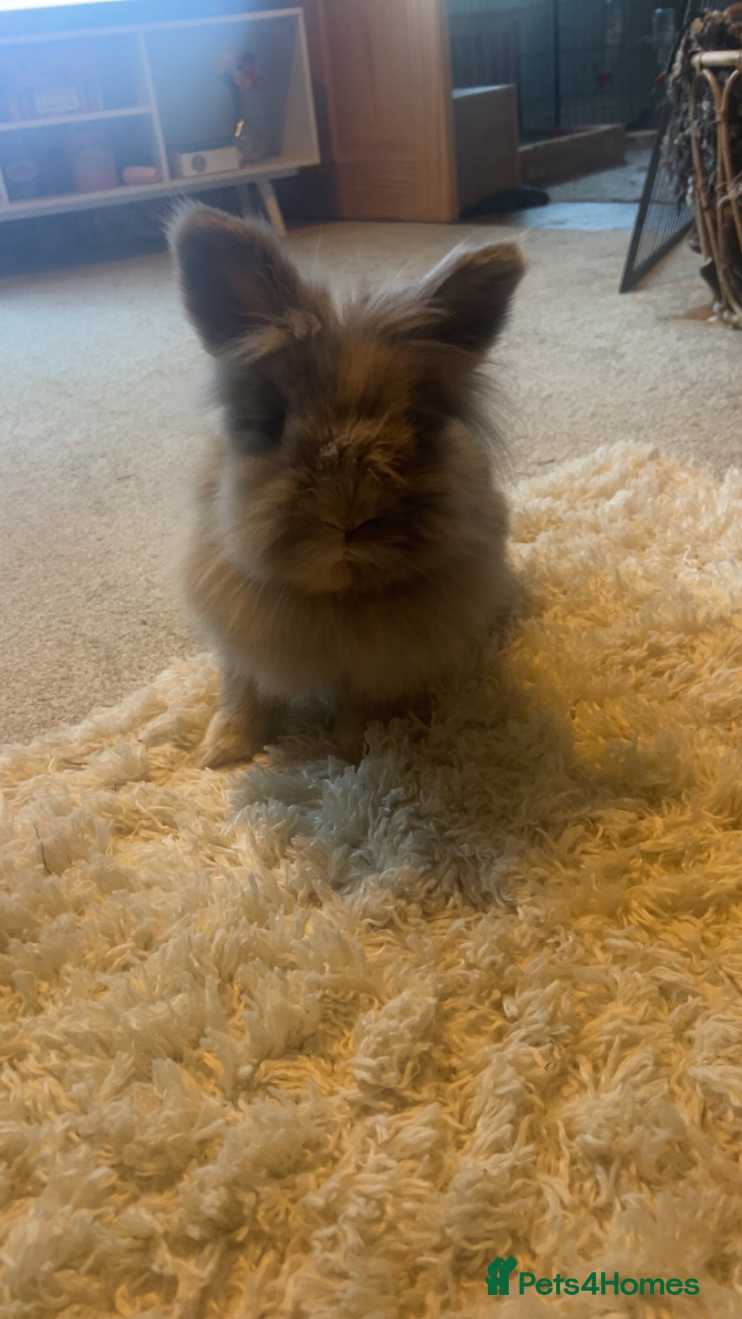 Lionhead rabbits for sale: Lionhead neutered house rabbit for rehome - Image 1