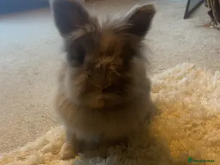Lionhead rabbits Lionhead neutered house rabbit for rehome - Advert 7
