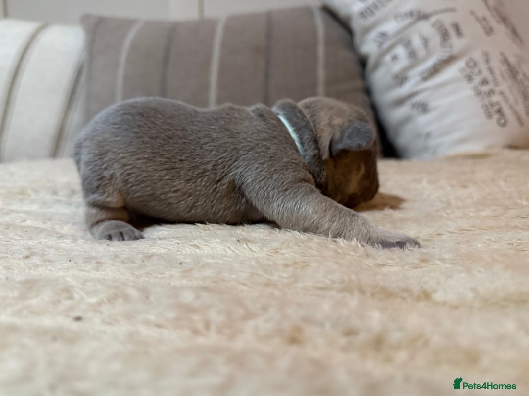 French Bulldog dogs for sale: French bulldog puppies - Advert 18