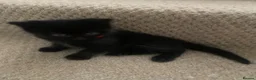 Mixed Breed cats for sale: Beautiful characterful kittens for sale. - Advert 31