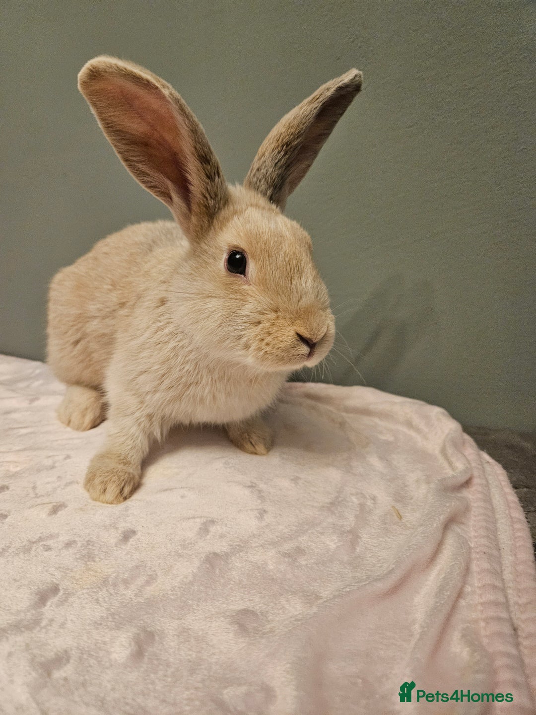 Mixed Breed rabbits for sale: Flemish Giant x buck ** last one left** - Advert 4