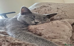 British Shorthair cats for sale: Beautiful Blue British shorthair  - Image 4